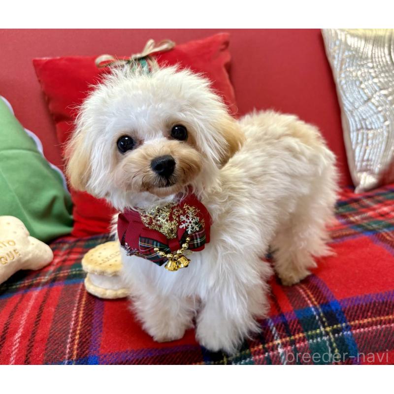 販売中の香川県のティーカッププードル-396840の8枚目