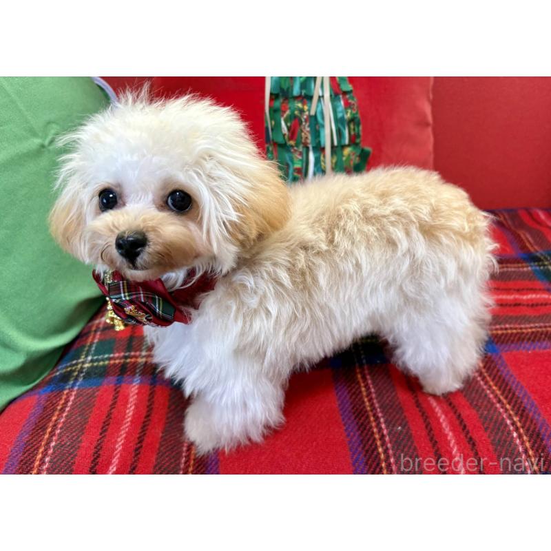 販売中の香川県のティーカッププードル-396840の7枚目