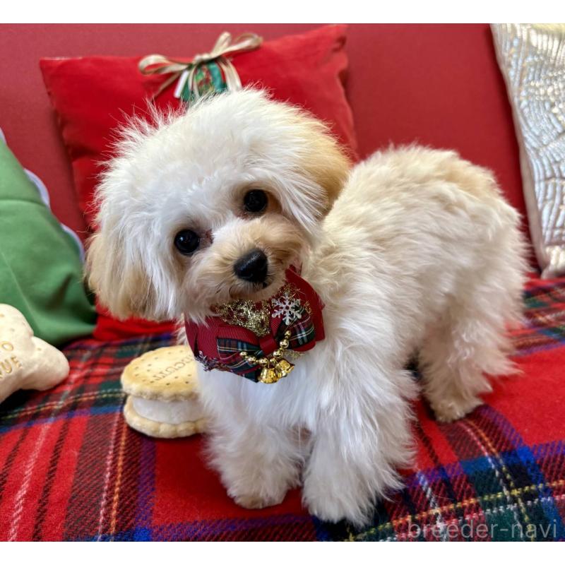 販売中の香川県のティーカッププードル-396840の6枚目