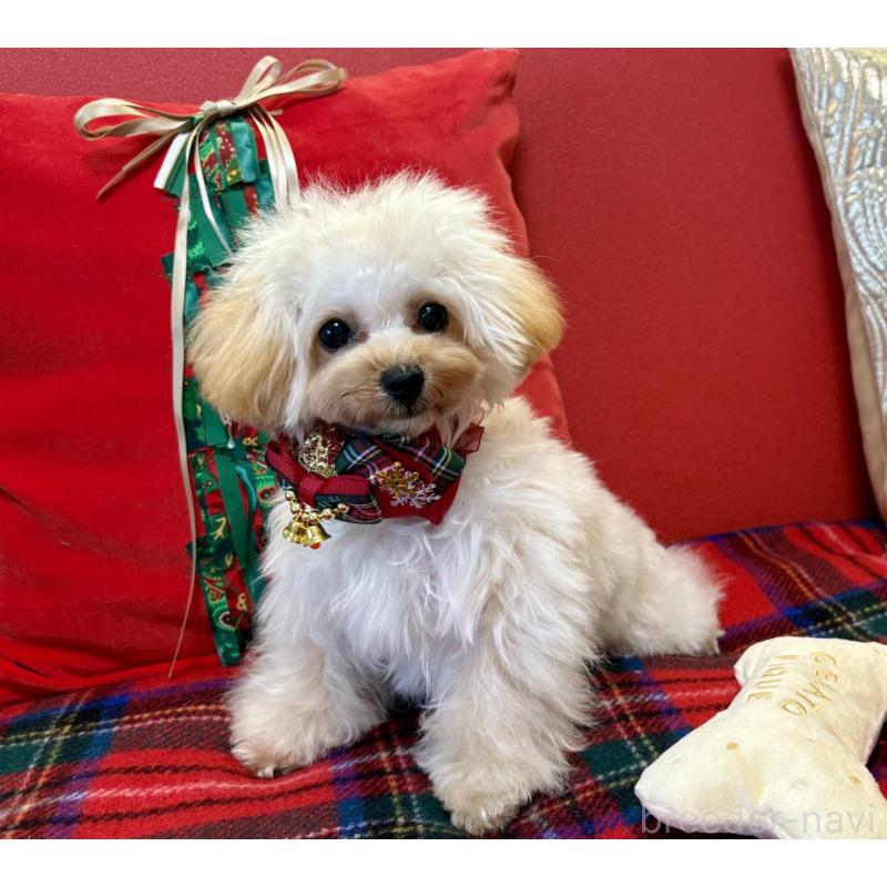 販売中の香川県のティーカッププードル-396840の5枚目