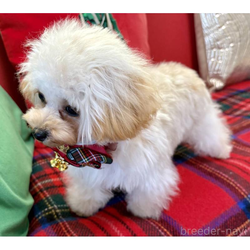 販売中の香川県のティーカッププードル-396840の4枚目