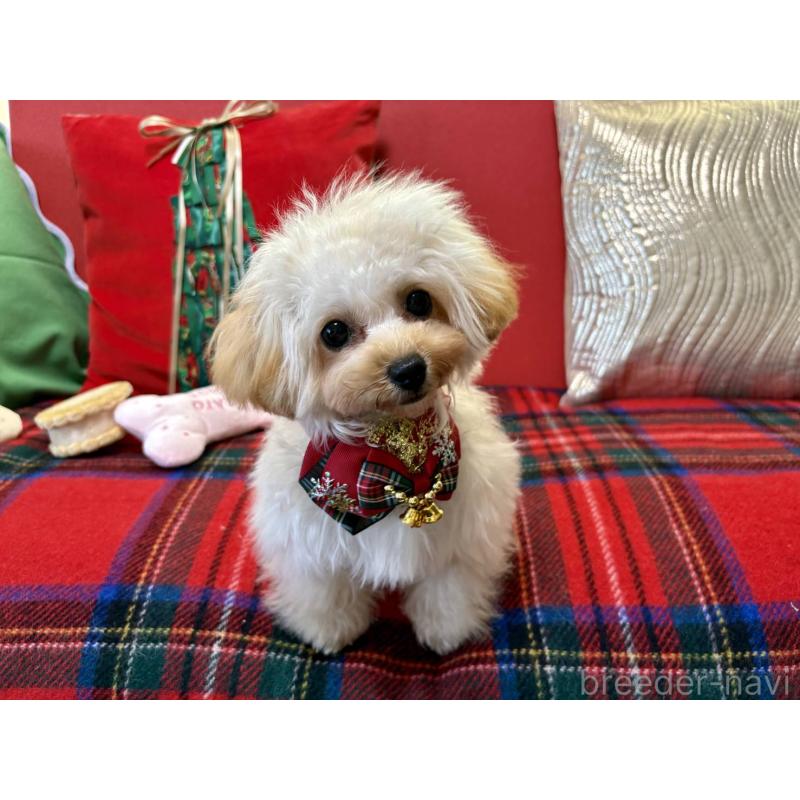 販売中の香川県のティーカッププードル-396840の3枚目