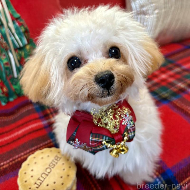 販売中の香川県のティーカッププードル-396840の2枚目