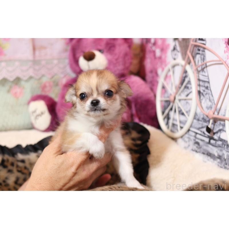 販売中の大阪府のミックス犬-430332の4枚目