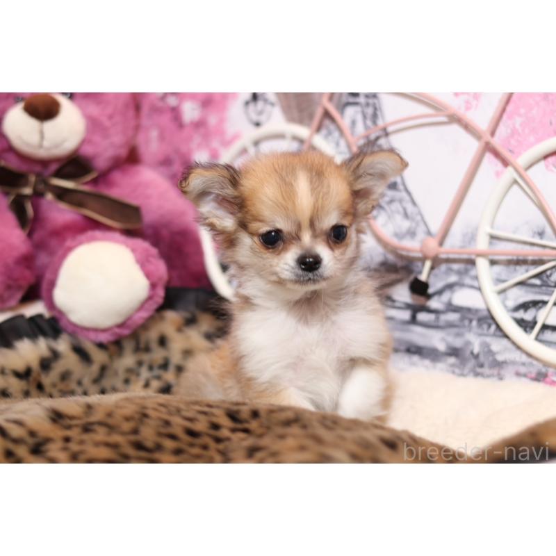 販売中の大阪府のミックス犬-430332の3枚目