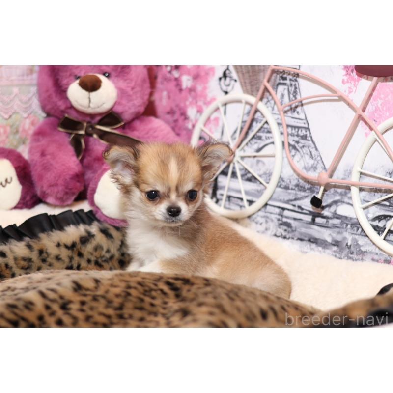 販売中の大阪府のミックス犬-430332の2枚目