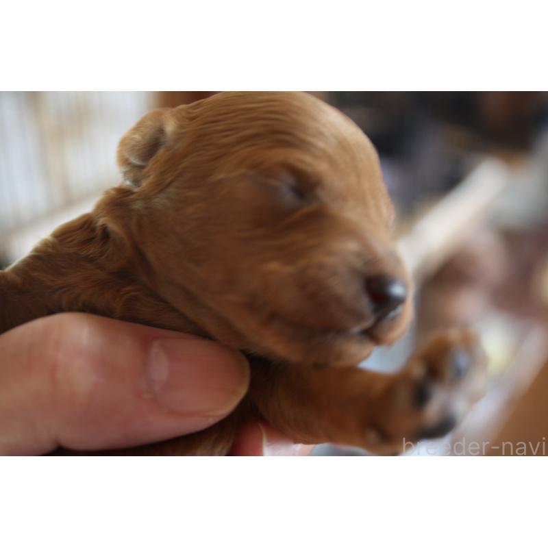 販売中の北海道のタイニープードル-430167の3枚目