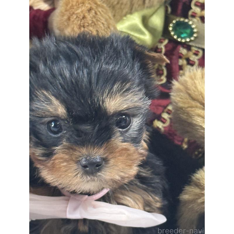 成約済の宮崎県のヨークシャーテリア-430333の6枚目