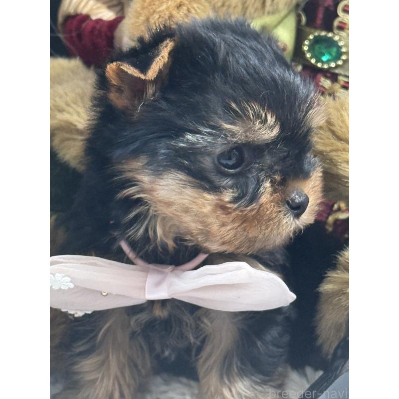 成約済の宮崎県のヨークシャーテリア-430333の5枚目