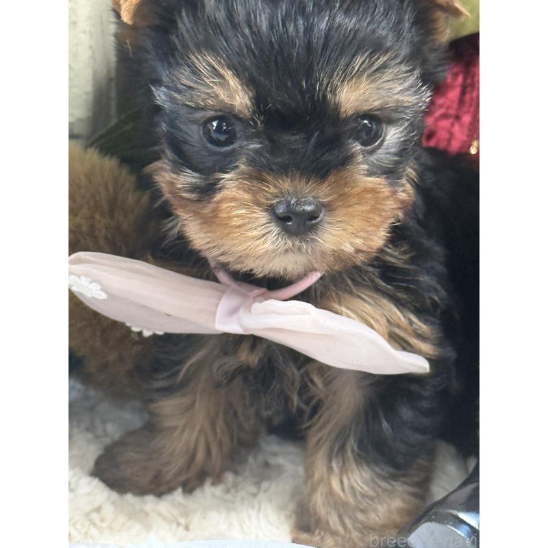 成約済の宮崎県のヨークシャーテリア-430333の4枚目