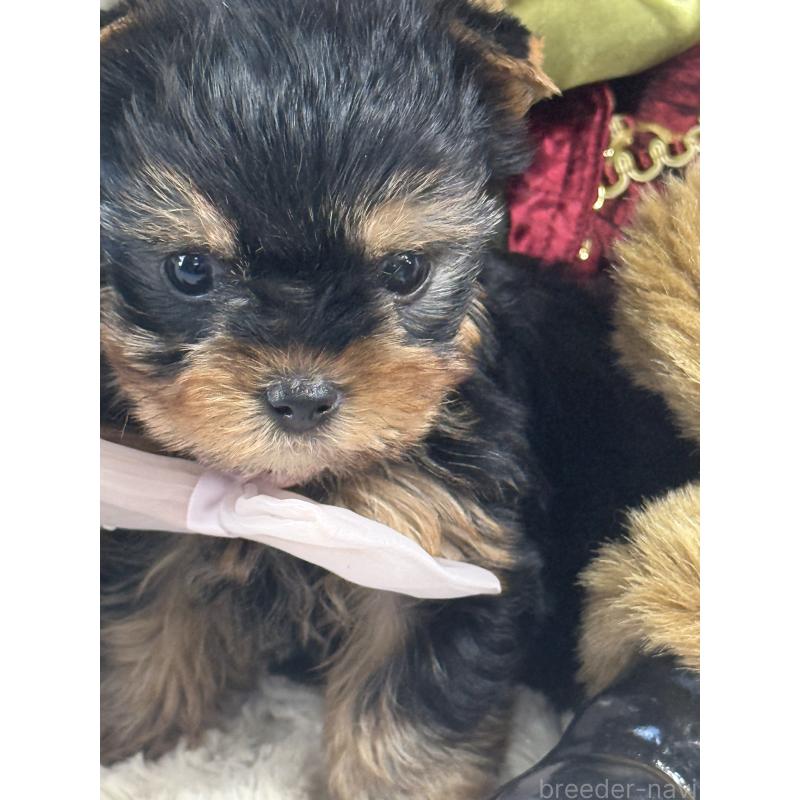 成約済の宮崎県のヨークシャーテリア-430333の3枚目