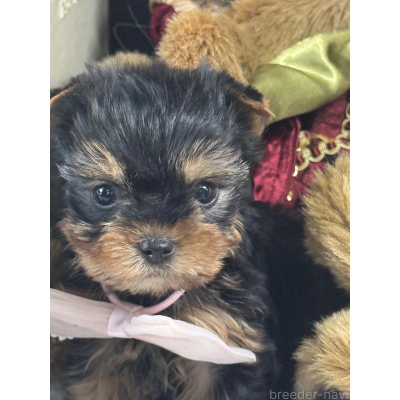 成約済の宮崎県のヨークシャーテリア-430333の2枚目