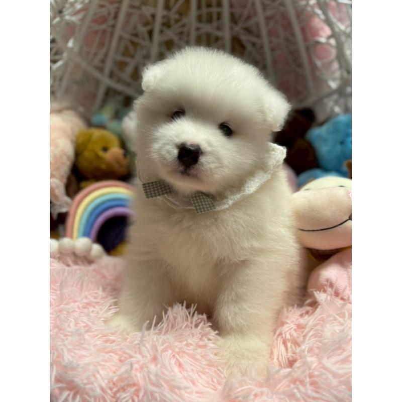 販売中の山形県のサモエド-421301の1枚目