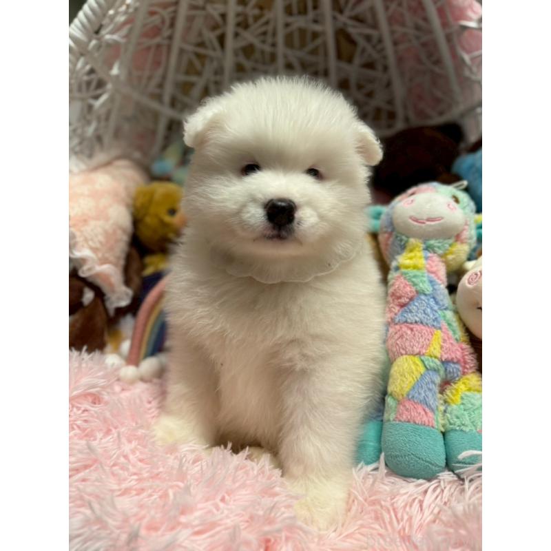 販売中の山形県のサモエド-421303