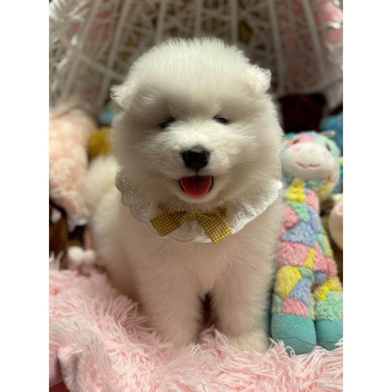 販売中の山形県のサモエド-421306