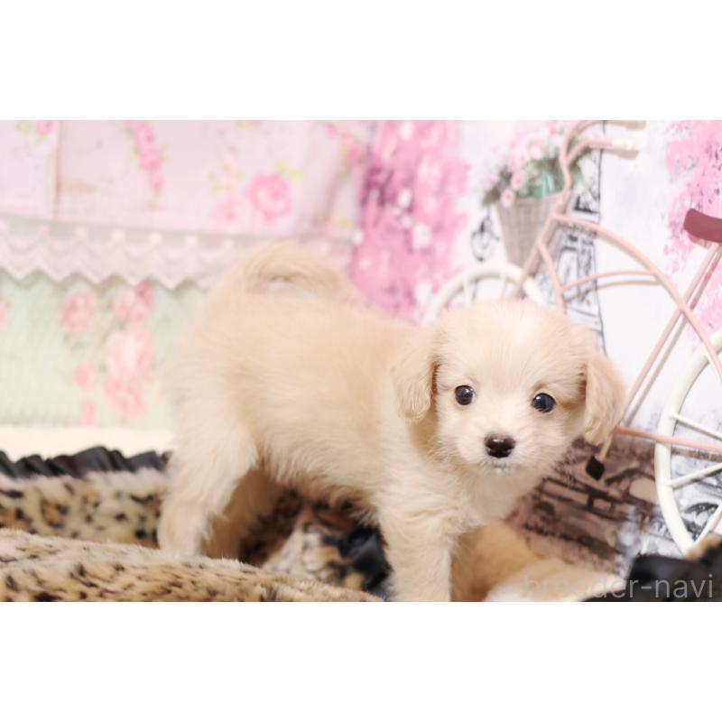 販売中の大阪府のマルプー:マルチーズ×トイプードル-430334の3枚目