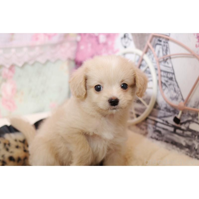 販売中の大阪府のマルプー:マルチーズ×トイプードル-430334の2枚目