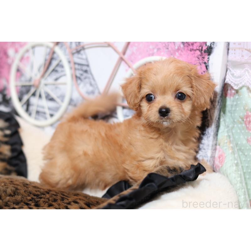 販売中の大阪府のマルプー:マルチーズ×トイプードル-430337の5枚目