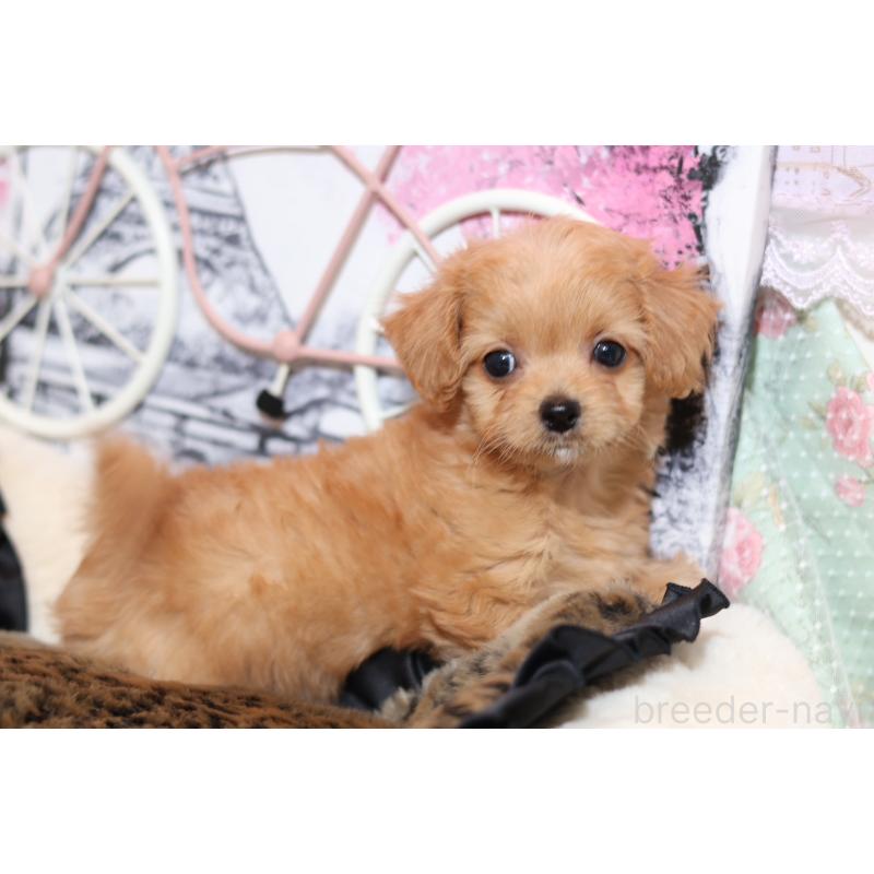 販売中の大阪府のマルプー:マルチーズ×トイプードル-430337の4枚目