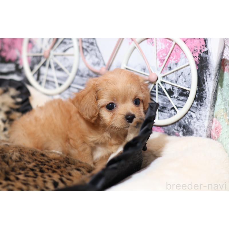 販売中の大阪府のマルプー:マルチーズ×トイプードル-430337の3枚目