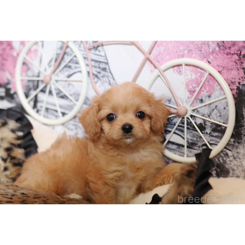 販売中の大阪府のマルプー:マルチーズ×トイプードル-430337の2枚目