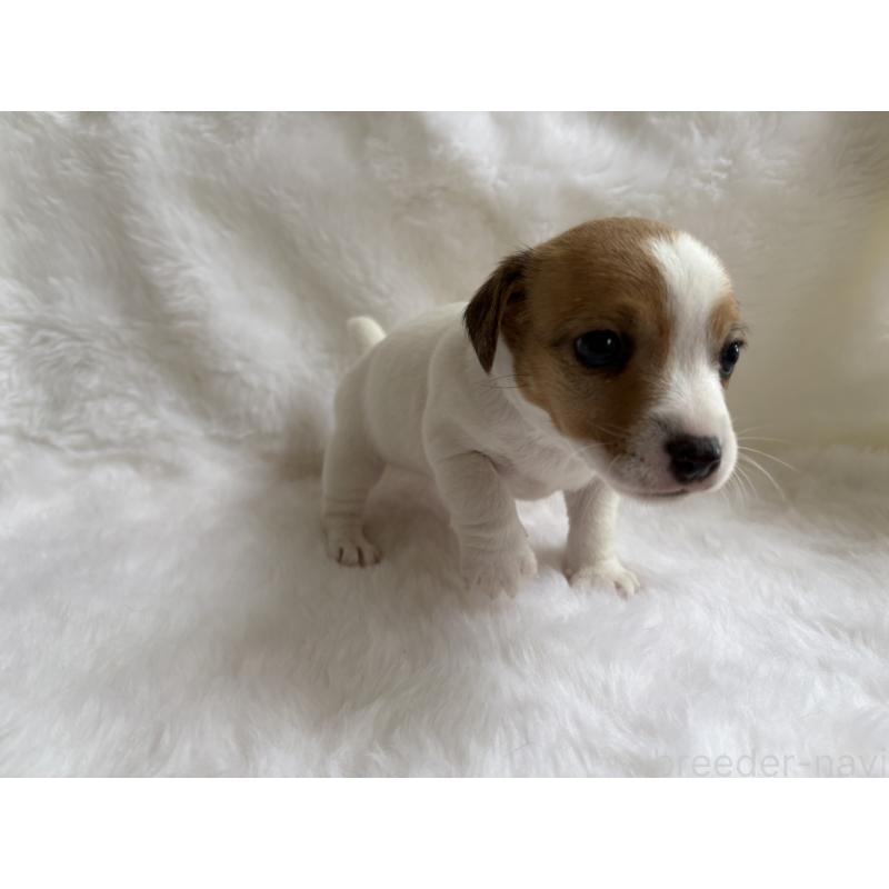 販売中の京都府のジャックラッセルテリア-430338の4枚目