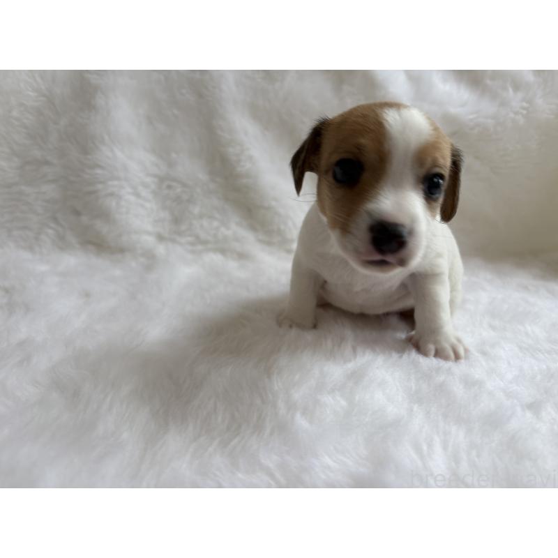 販売中の京都府のジャックラッセルテリア-430338の3枚目