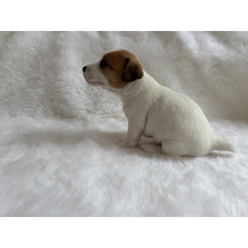 販売中の京都府のジャックラッセルテリア-430338の2枚目