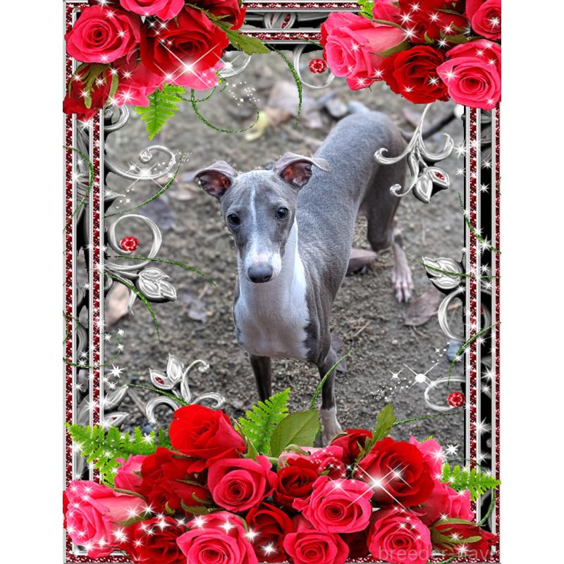 販売中の山口県のイタリアングレーハウンド(イタグレ)-393408