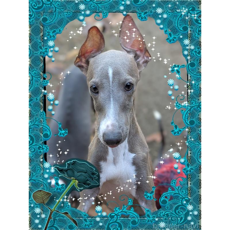 販売中の山口県のイタリアングレーハウンド(イタグレ)-393407