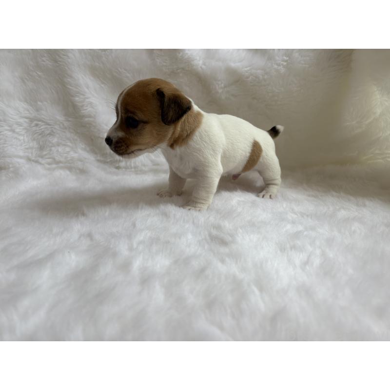 販売中の京都府のジャックラッセルテリア-430339の3枚目