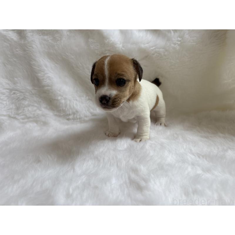 販売中の京都府のジャックラッセルテリア-430339の2枚目