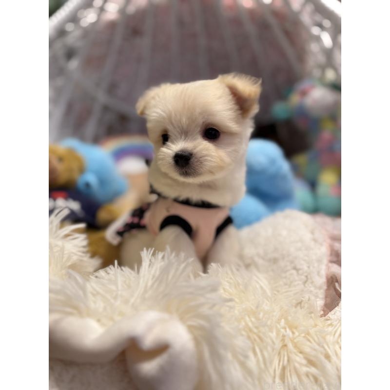 販売中の山形県のチワマル:チワワ×マルチーズ-422369の4枚目