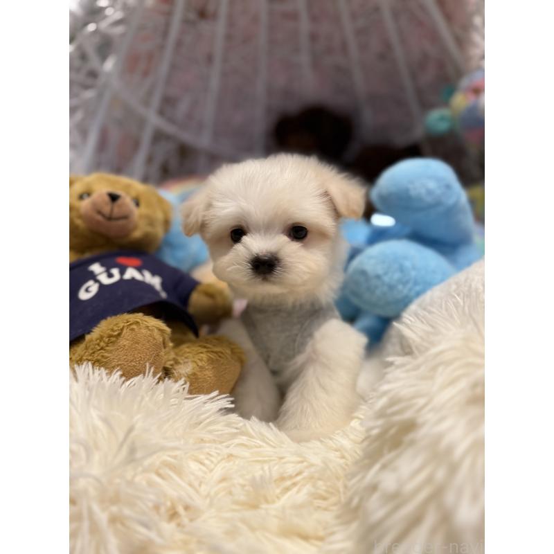 販売中の山形県のチワマル:チワワ×マルチーズ-422370の2枚目