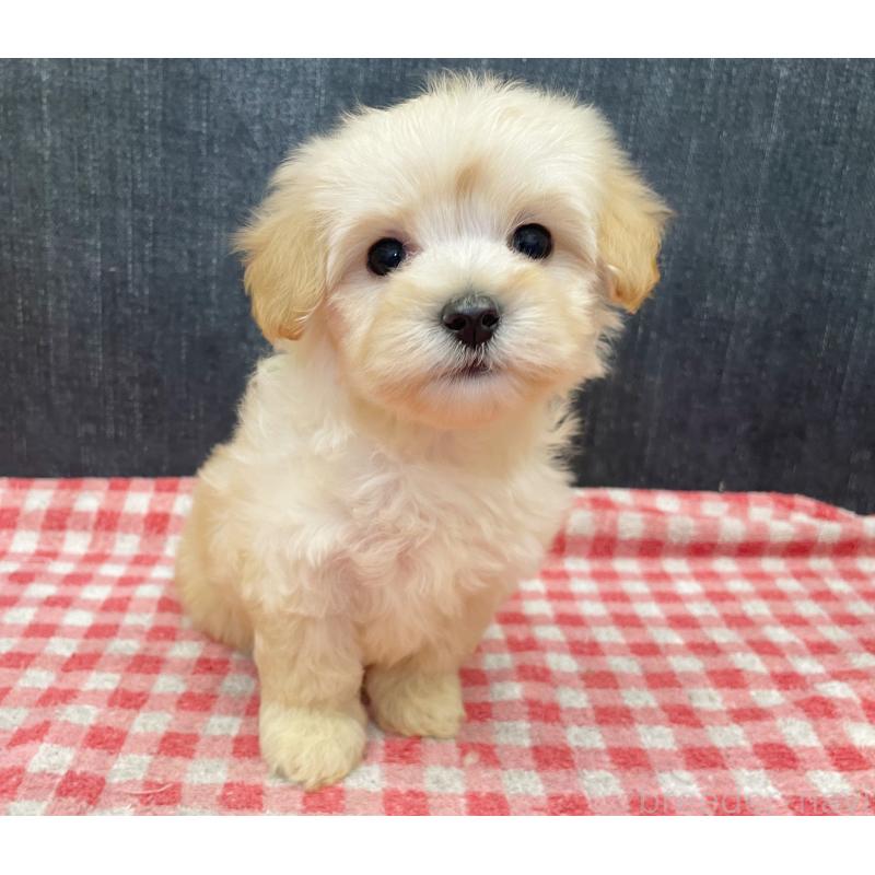 販売中の静岡県のマルプー:マルチーズ×トイプードル-430340の5枚目
