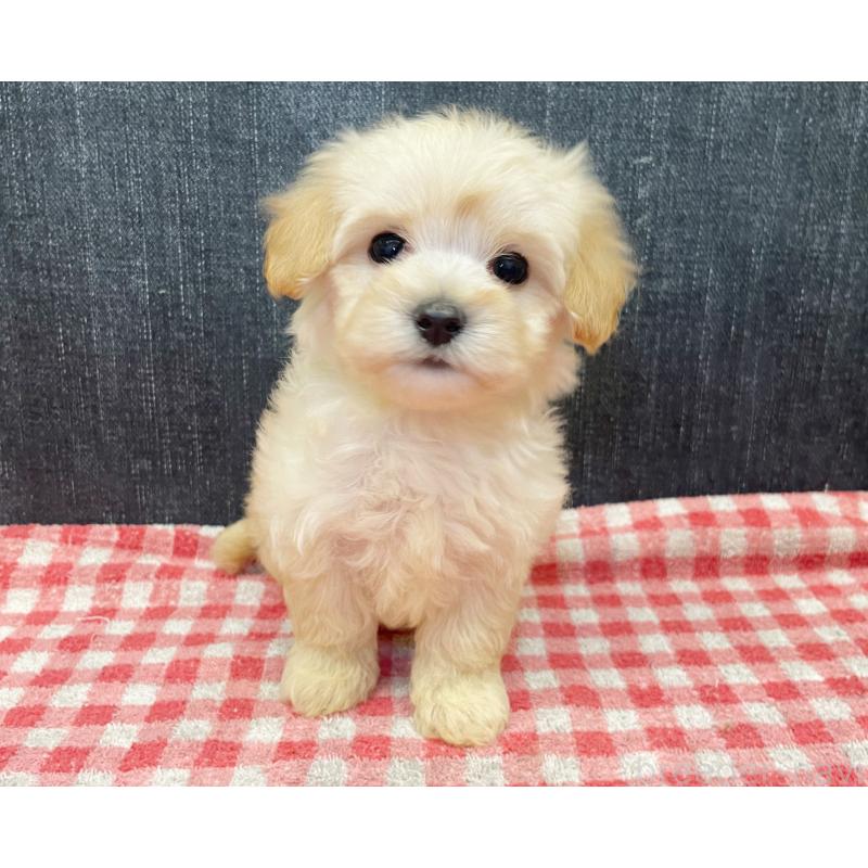 販売中の静岡県のマルプー:マルチーズ×トイプードル-430340の4枚目