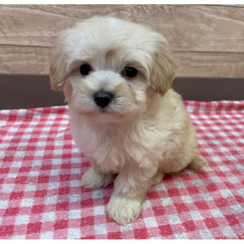 販売中の静岡県のマルプー:マルチーズ×トイプードル-430340の3枚目