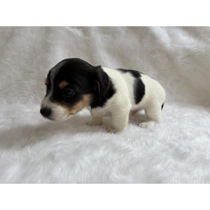 販売中の京都府のジャックラッセルテリア-430341の4枚目