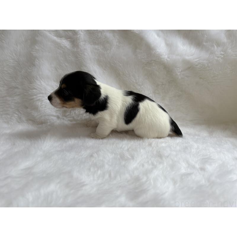 販売中の京都府のジャックラッセルテリア-430341の3枚目