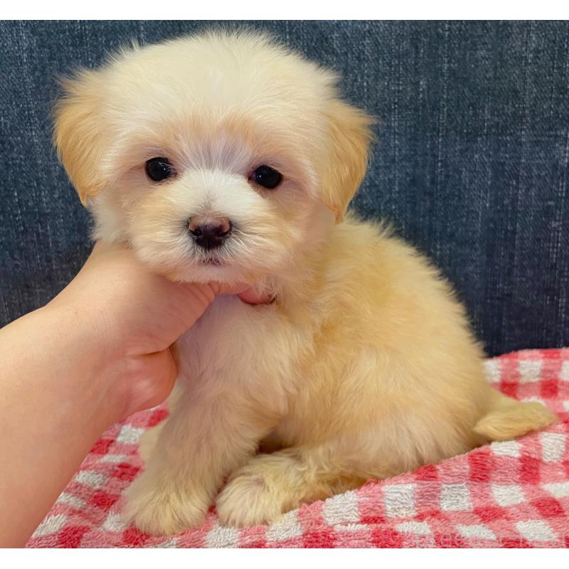 販売中の静岡県のマルプー:マルチーズ×トイプードル-430342の5枚目