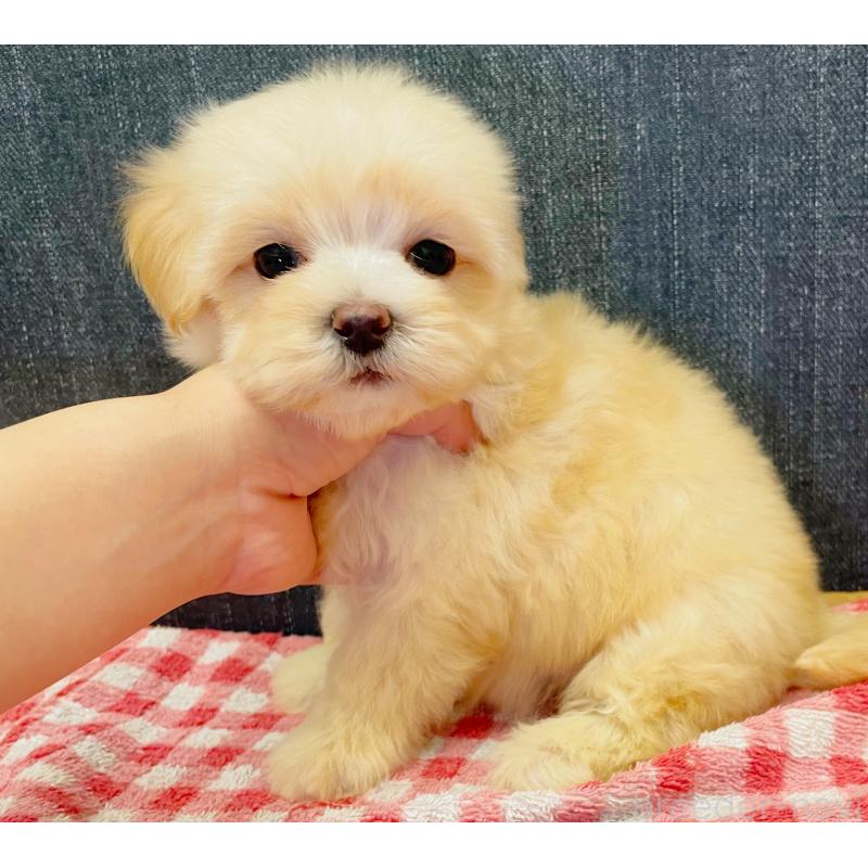 販売中の静岡県のマルプー:マルチーズ×トイプードル-430342の4枚目