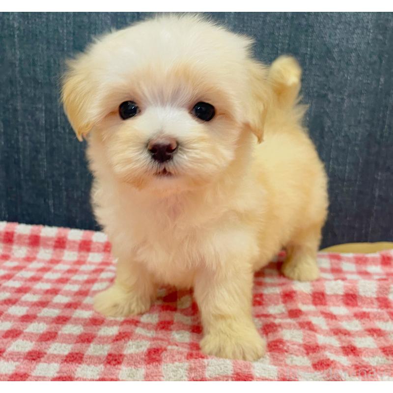 販売中の静岡県のマルプー:マルチーズ×トイプードル-430342の3枚目