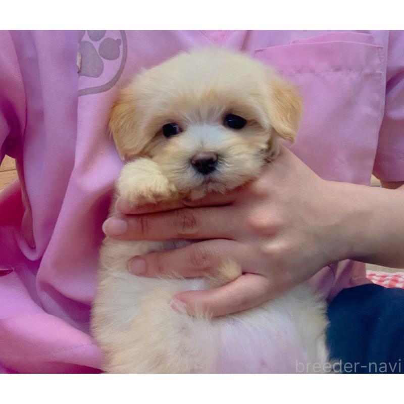 販売中の静岡県のマルプー:マルチーズ×トイプードル-430342の2枚目