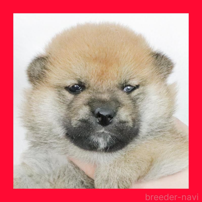 販売中の愛知県の柴犬-430343の1枚目