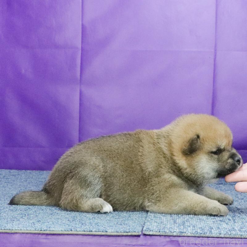 販売中の愛知県の柴犬-430343の3枚目