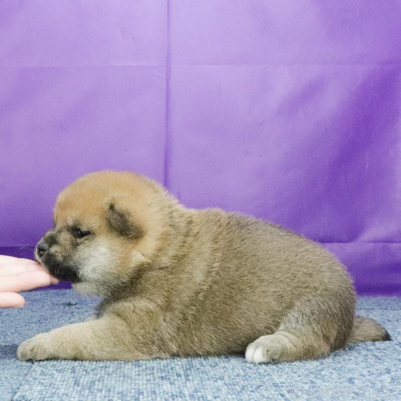 販売中の愛知県の柴犬-430343の2枚目