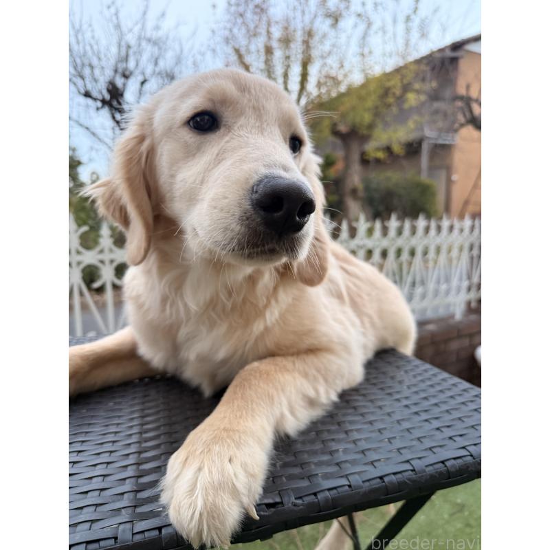 販売中の埼玉県のゴールデンレトリーバー-430165の7枚目