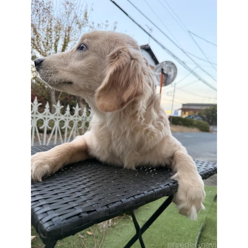 販売中の埼玉県のゴールデンレトリーバー-430165の6枚目