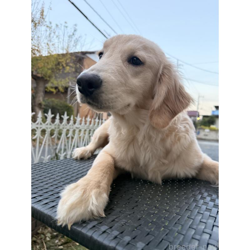 販売中の埼玉県のゴールデンレトリーバー-430165の5枚目