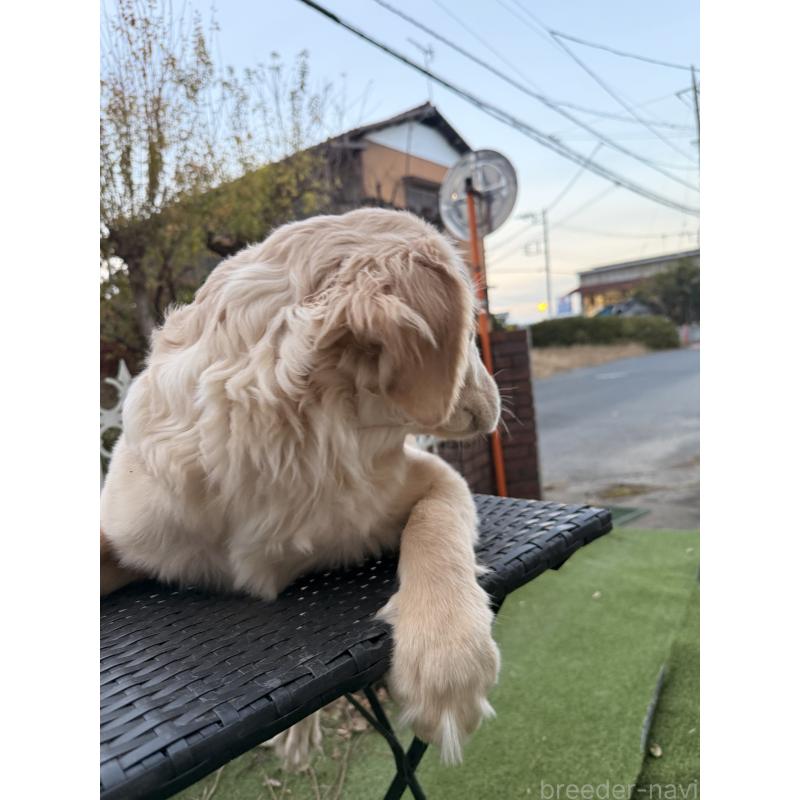 販売中の埼玉県のゴールデンレトリーバー-430165の4枚目